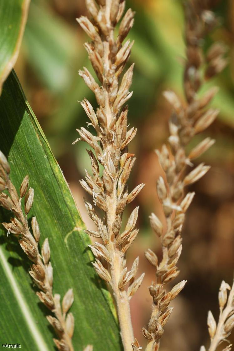 0,5 point de MS/jour est la rapidité avec laquelle les plantes de maïs fourrage mûrissent en conditions moyennes de plein été.