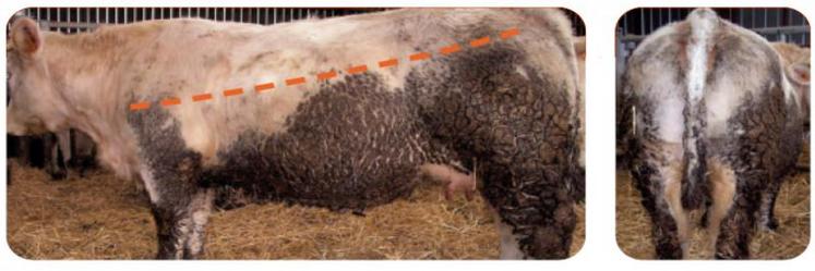 Critères de notation des salissures sèches animaux classés « D » - Très sale
Les zones de salissures s’étendent de la fesse (hanche) jusqu’à la pointe de l’épaule. Les salissures remontent sur le côté jusqu’en haut du flanc et forment une croûte épaisse.