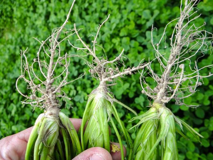 Les légumineuses ont pour avantage la fixation symbiotique, 
le transfert de fertilité et la richesse en protéines.