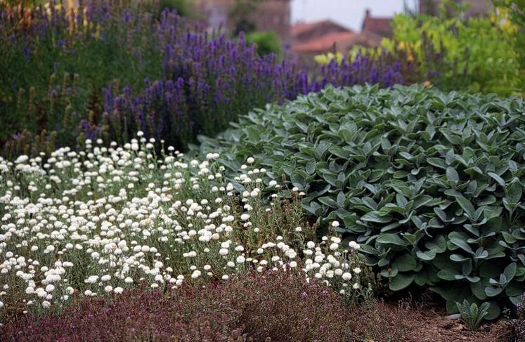 Avec les plantes aromatiques et médicinales, «il n’y a pas une filière mais une multitude de petites filières avec des usages très diversifiés», assure Corinne Imbert.