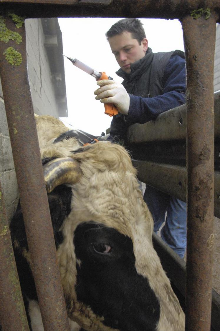 L’éleveur devra payer 3,86 € pour la primo vaccination d’un bovin et  2,03 € pour un rappel.