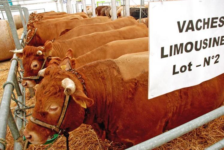 « Viande de bœuf : un marché en pleine évolution » était le thème du colloque viande organisé dans le cadre de la foire expo de bressuire.