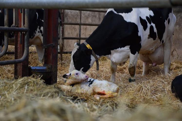 La nouvelle formule de calcul du prix du lait doit intégrer 
des indices de prix des produits agricoles et/ou alimentaires 
et des indices du prix de vente des principaux produits.