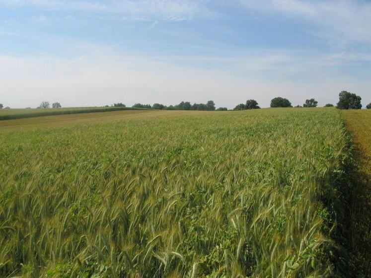 Une parcelle de méteil, en mélange pois-triticale.