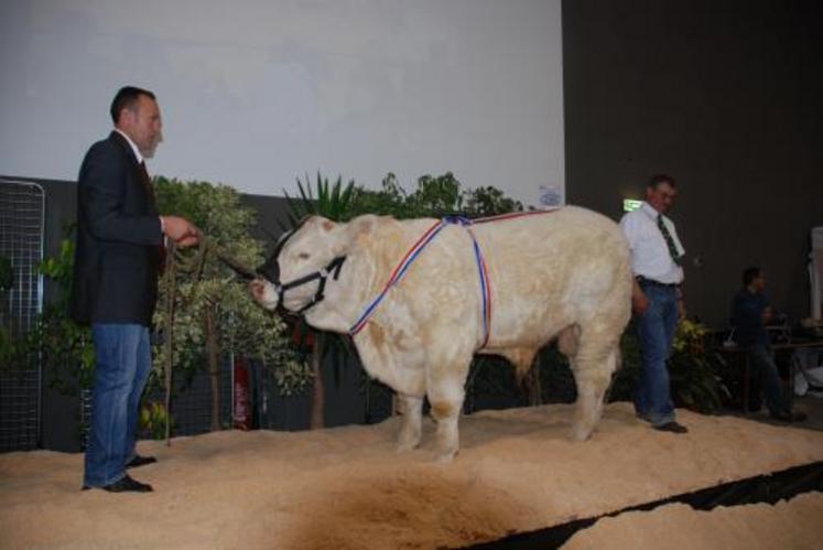 1er prix d'honneur veau mâle de l'année 2007 Chocolat appartenant à Thierry Baudoin (79).