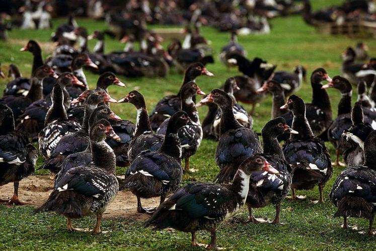 Une plaquette pour la promotion du métier d’éleveur de canards de chair est en cours de réalisation par les chambres régionales d’agriculture des Pays de la Loire et de Bretagne, ainsi que l’Itavi.