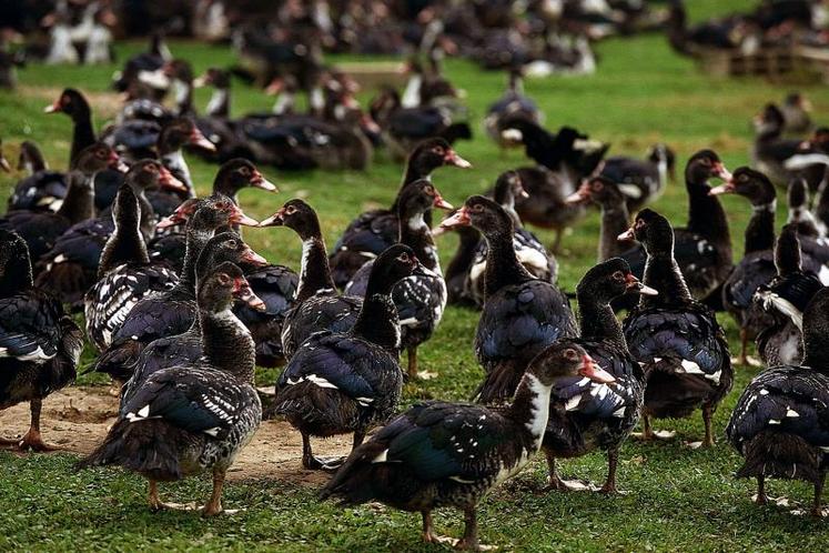 Une plaquette pour la promotion du métier d’éleveur de canards de chair est en cours de réalisation par les chambres régionales d’agriculture des Pays de la Loire et de Bretagne, ainsi que l’Itavi.