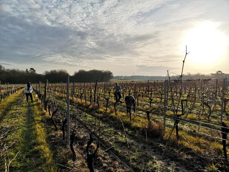 Pour financer le voyage, les élèves effectuent, parmi d’autres actions, de la taille de bois dans les parcelles de vignes du lycée.