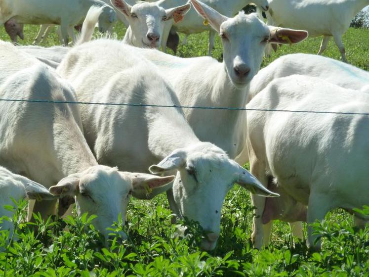 Récolter l'herbe au printemps pour faire du stock fourrager