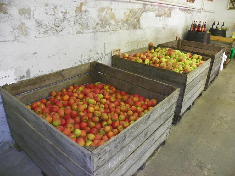 Selon les premières estimations, la récolte de pommes en France pourrait chuter de 8 % par rapport à 2016 et de 17 % par rapport à 2015.