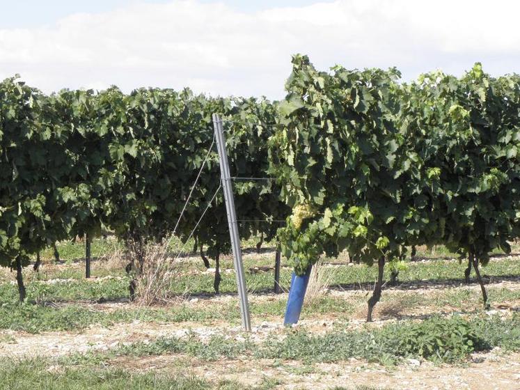 À partir de la campagne 2017/18, le dispositif d’aide à la restructuration du vignoble  change.