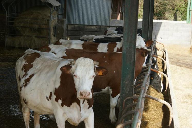 Depuis le 31 juillet dernier, un nouveau texte légal définit l’action de l’État face à la BVD.