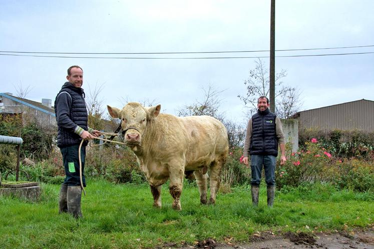 Le taureau Totem (P : Penny P x GPM : Lebonvo), 15 mois, est un produit de l'exploitation. Porteur hétérozygote du gène sans corne, il est proposé à la vente.