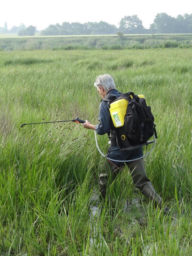 L’entomologiste Bruno Boultreau traite les larves de moustiques dans le marais de Rochefort.