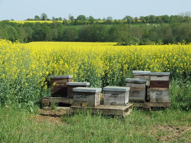 Les abeilles exploitent le colza au printemps, puis le tournesol en été, lesquels représentent 80 % de l'apport en nectar dans les ruches et constituent les 2 principales miellées.