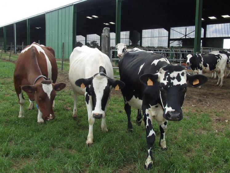 La pénurie de beurre s’installe, pour autant, le prix du litre de lait reste stable.