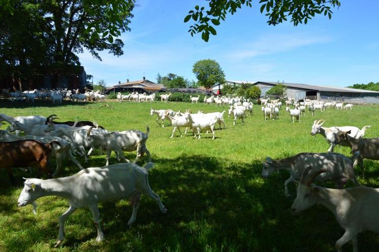 La mise au pâturage des chèvres a été le premier point de discussion entre les organismes. Si les représentants des éleveurs se disent ouverts aux propositions, ils indiquent quand même qu’un accord ne serait