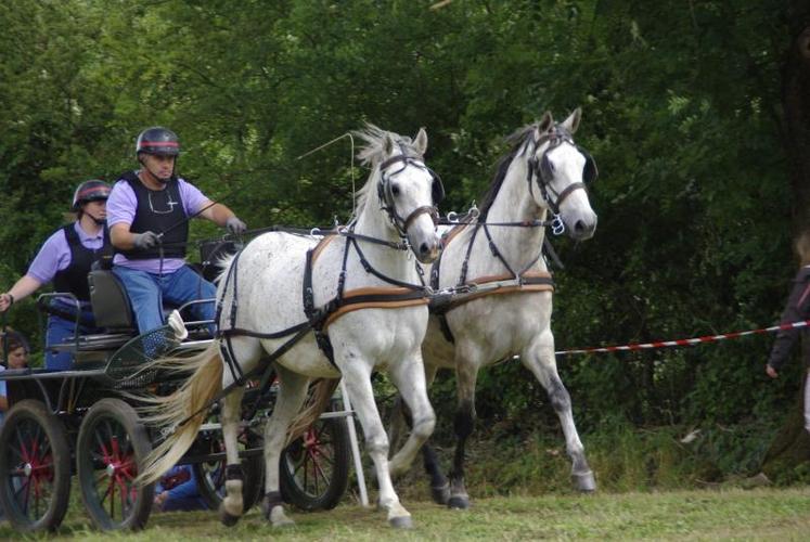 Le TREC ou le TREC attelage est une pratique sportive d’équitation qui ne s’improvise pas.