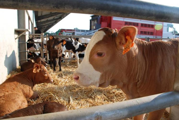 La solidarité entre agriculteurs s'est développée. Des éleveurs de la zone indemne ont ainsi prêté leurs installations à leurs collègues situés en zone réglementée.