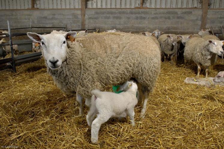 Pour accélérer les agnelages les éleveurs doivent toutefois vérifier leur disponibilité en surface fourragère pour avoir des stocks importants et de qualité.