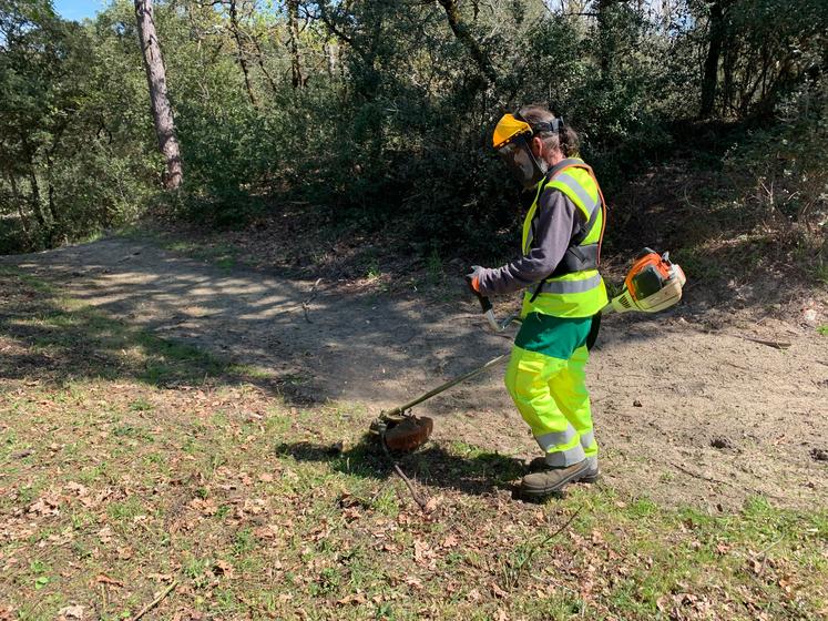 Les brigades vertes débroussaillent actuellement les abords de la route traversant la forêt de La Coubre.