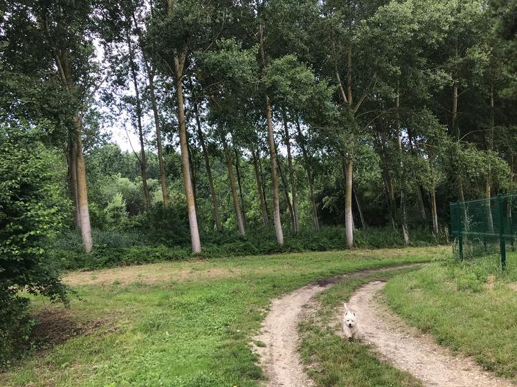 La forêt, ici à Royan, est trop peu utilisée.