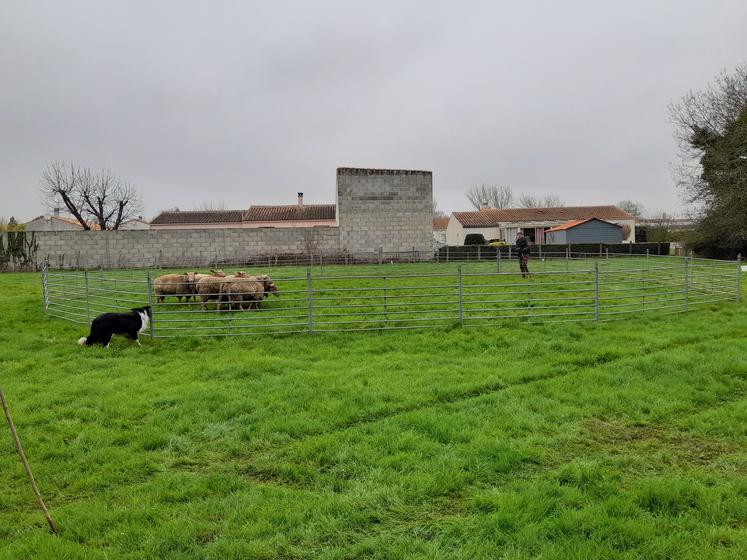 Utilisation d'un chien de troupeau.