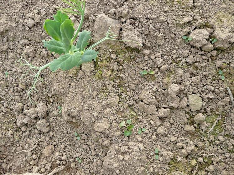 Intervenir sur une culture en bon état végétatif au stade 2-3 feuilles des adventices.