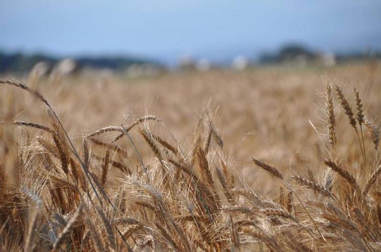 Produite principalement en Espagne, cette variété arrive sous nos latitudes.