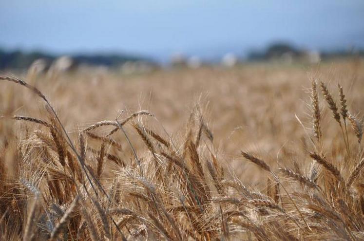 Produite principalement en Espagne, cette variété arrive sous nos latitudes.