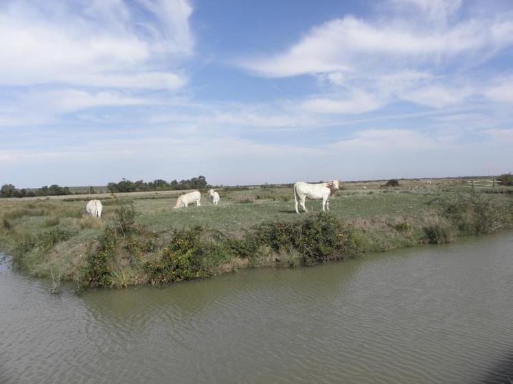 Les secteurs touchés sont les marais de Moëze, Montportail, Saint-Agnant, Saint-Jean-d'Angle et Marennes-Brouage.