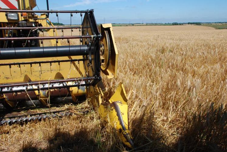 Depuis quinze jours les moissonneuses batteuses grignotent les céréales sur pied.