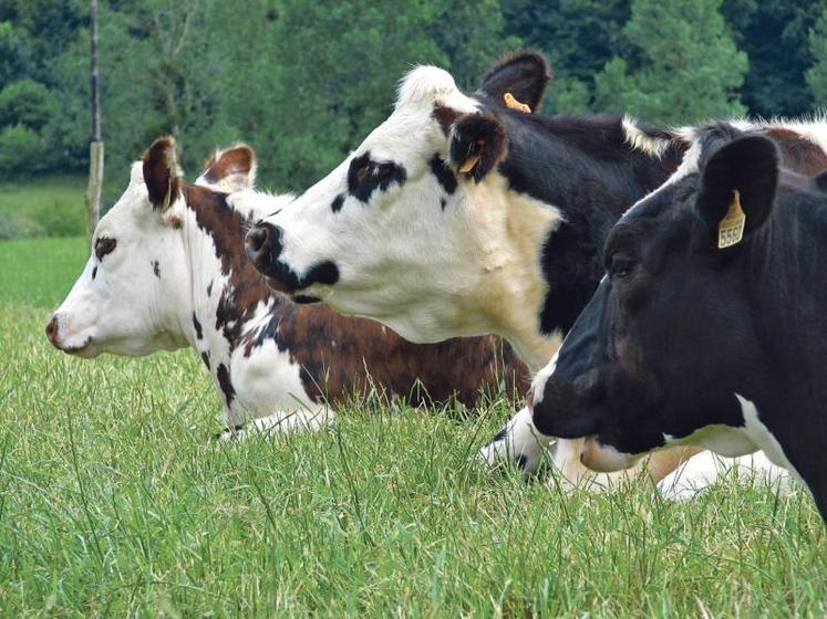 Le revenu des producteurs de lait a chuté de 17,4% à 24 700 euros.