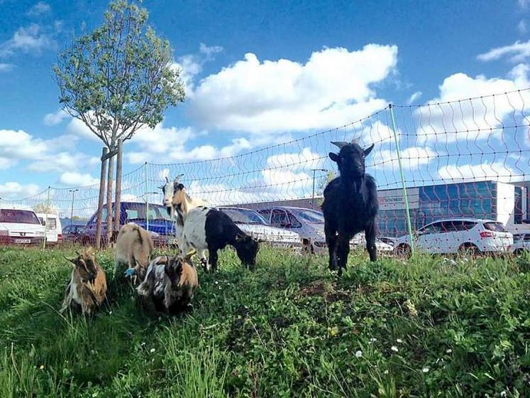 Depuis plus d'un an, l'entreprise fait éco-pâturer ses chèvres naines chez les particuliers comme les professionnels, ici sur les terrains de l'entreprise DB Schenker.