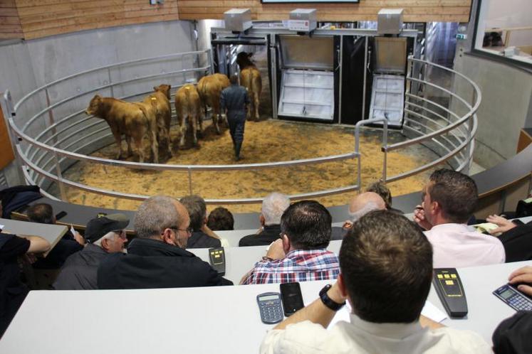 Une équipe avec plusieurs commissions a été mise en place pour assainir la situation financière et augmenter les volumes d’animaux.