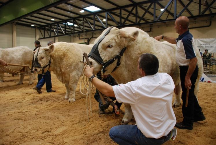 La préparation des animaux.