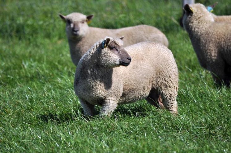 Dix lots, soit trente animaux, seront vendus aux enchères
mercredi 28 février.