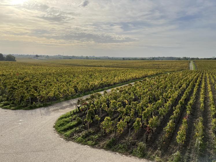 En perte de vitesse, le vignoble bordelais voudrait procéder à des arrachages primés définitifs.