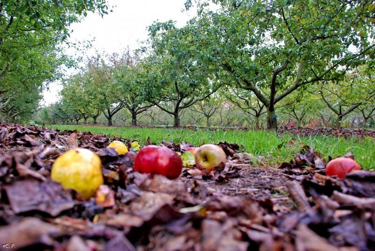 Chaque année, le verger conservatoire offre quelque 20 tonnes de fruits. Des pommes à croquer ou pour le jus de pomme vendues pour financer l’entretien du site.