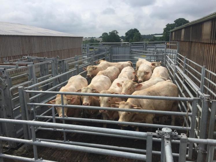Le matériel simplifie la tâche des vétérinaires qui interviennent au Gaec ainsi que les pesées mensuelles des animaux.