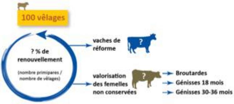 Quelle stratégie de renouvellement et quelle valorisation des génisses ?