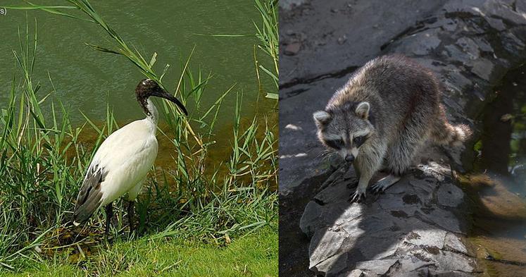 L'ibis sacré et le raton laveur font partie des espèces envahissantes.