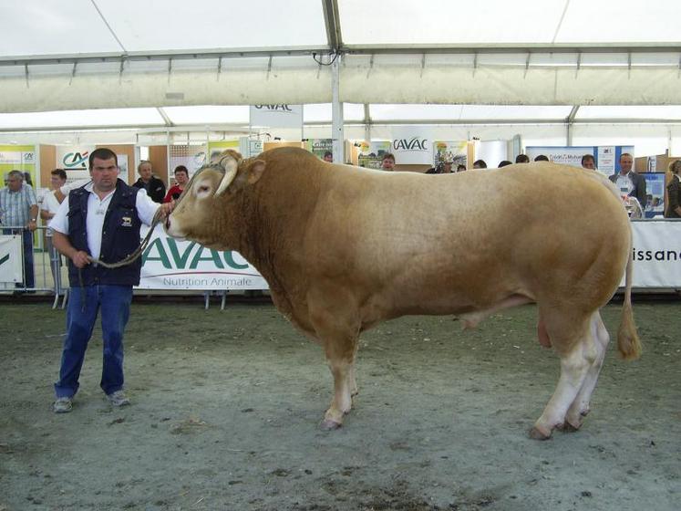 Aligo de l’EARL Maupetit, champion de la catégorie taureau.