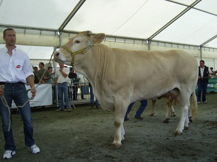 Savane du Gaec La Douarniere, 1er prix section vache.