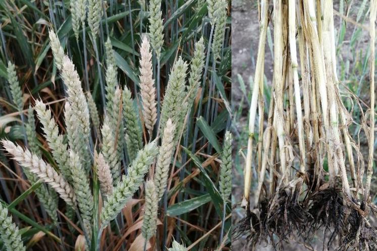 Deux exemples de dégâts de piétin échaudage : à gauche, de petits foyers de plantes échaudées par la maladie ; à droite, un système racinaire extrêmement nécrosé, avec des manchons noirs.