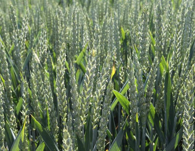 Il y a un mois, le prix du blé est monté jusqu’à 250 euros la tonne sur le marché à terme soit 230 euros à 235 euros la tonne payée au producteur.