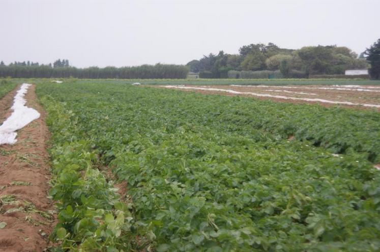 L’ACPEL a mené 13 actions en 2019, notamment sur les cultures de pommes de terre.