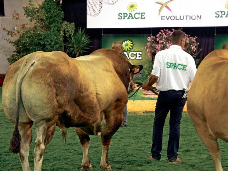 Cette année, la Parthenaise est la race à l’honneur au Space, salon international de l’élevage, à Rennes. Son concours national aura lieu le 11 septembre. 70 animaux seront en lice.
