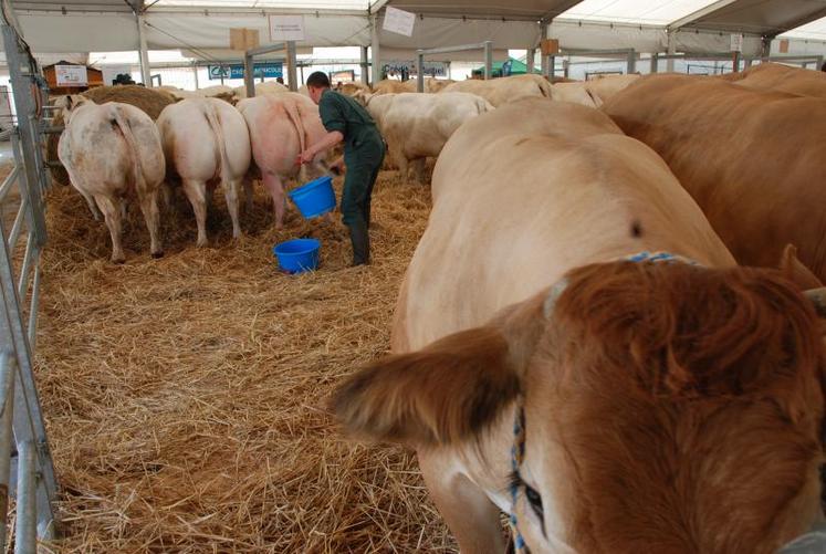 Après la blonde d’Aquitaine en 2011 et avant la limousine en 2013, la foire concours de Bressuire met la charolaise à l’honneur cette année.