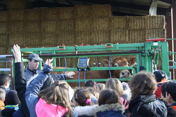 La pesée d’une vache a suscité de l’intérêt auprès des élèves.